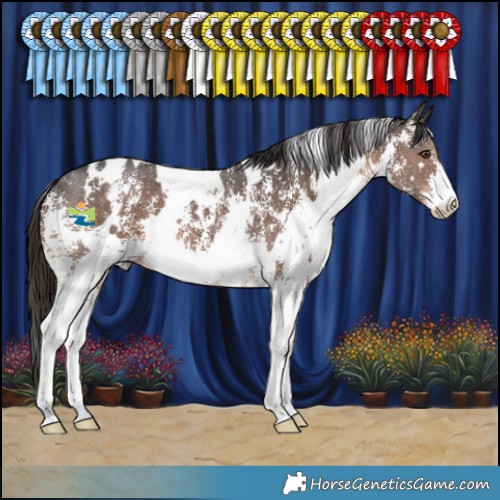 Horse Color:White Spotted Liver Chestnut Sabino 
