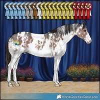 Horse Color:White Spotted Liver Chestnut Sabino 