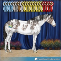 Horse Color:White Spotted Liver Chestnut Sabino