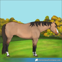 Horse Color:Bay Dun 