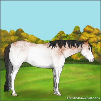 Horse Color:White Spotted Bay 