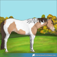 Horse Color:Amber Champagne Tobiano