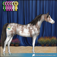 Horse Color:Liver Chestnut Sabino