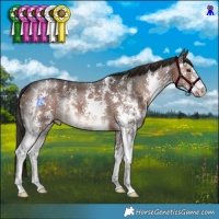 Horse Color:Liver Chestnut Sabino 