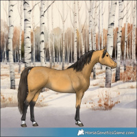 Horse Color:Buckskin 