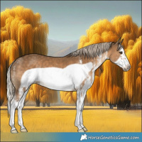 Horse Color:White Spotted Chocolate Palomino Splash Frame 