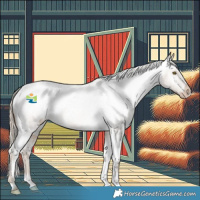 Horse Color:Chocolate Palomino Roan Appaloosa 