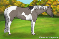 Horse Color:Grullo Tobiano 