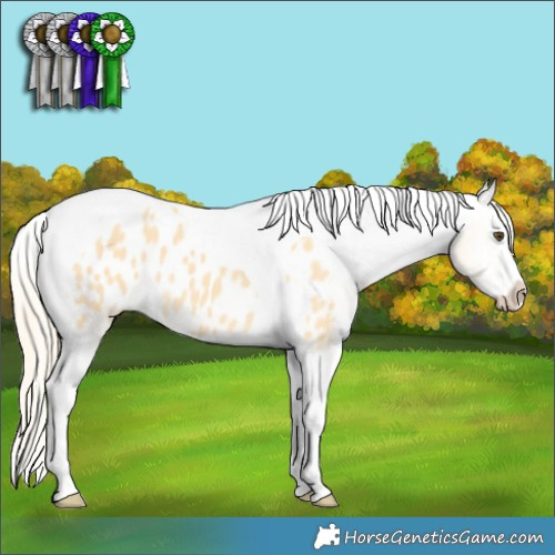Horse Color:Palomino Dun Splash Tobiano Appaloosa 