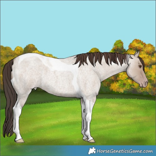 Horse Color:Classic Champagne Roan Dun Tobiano 