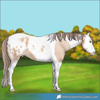 Horse Color:Amber Champagne Splash Tobiano Appaloosa 