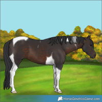 Horse Color:Brown Tobiano 