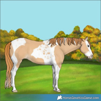 Horse Color:Red Dun Splash Tobiano
