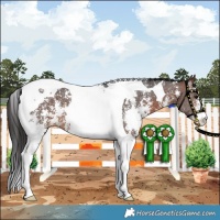 Horse Color:Brown Sabino Tobiano