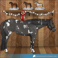 Horse Color:White Spotted Black 
