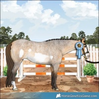 Horse Color:Buckskin Roan Frame Rabicano 