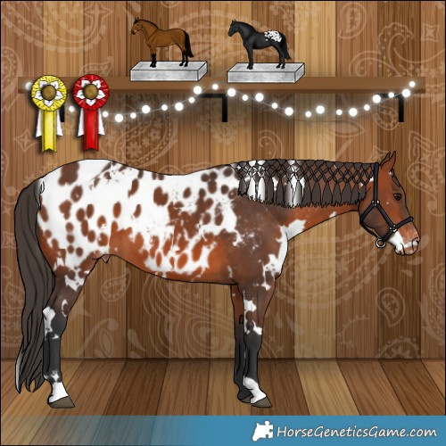 Horse Color:White Spotted Bay Appaloosa 
