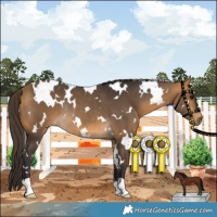 Horse Color:White Spotted Buckskin Rabicano 