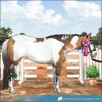 Horse Color:White Spotted Buckskin Frame Rabicano 