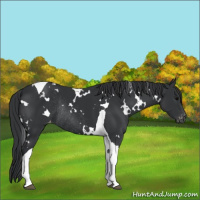 Horse Color:White Spotted Black Tobiano Appaloosa Rabicano 