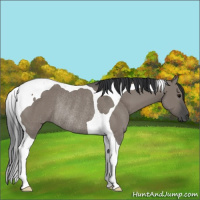 Horse Color:Grullo Tobiano Rabicano