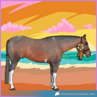 Horse Color:Brown Tobiano Appaloosa Rabicano 