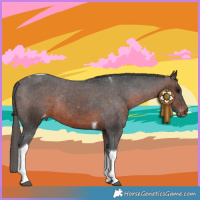 Horse Color:Brown Tobiano Varnish Rabicano