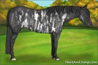 Horse Color:White Spotted Black Frame Brindle
