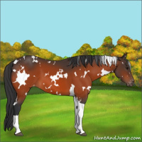 Horse Color:White Spotted Bay Tobiano Appaloosa 