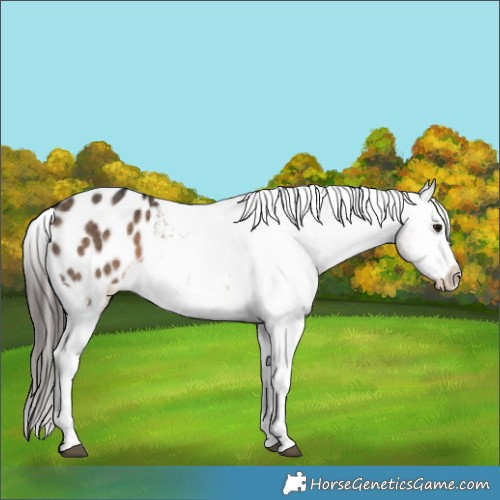 Horse Color:Brown Dun Tobiano Appaloosa 
