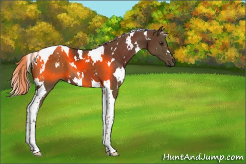 Horse Color:White Spotted Chocolate Palomino Tobiano 
