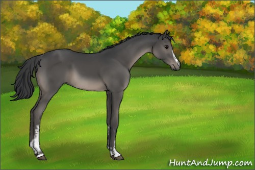 Horse Color:Platinum White Spotted Black Rabicano 