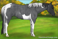 Horse Color:Blue Roan Tobiano