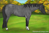 Horse Color:Blue Roan Tobiano 