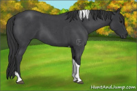 Horse Color:Blue Roan Tobiano 