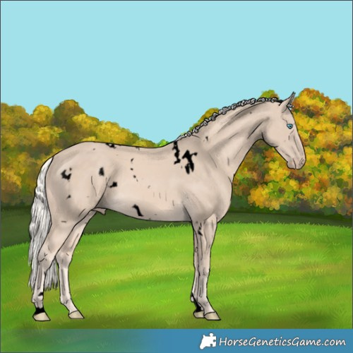 Horse Color:Void White Spotted Cremello 