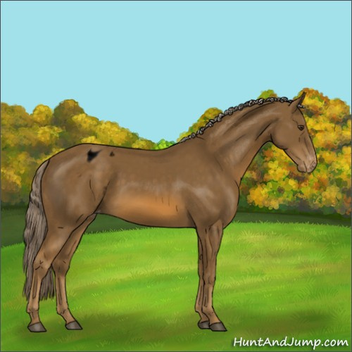 Horse Color:Void Chocolate Palomino Appaloosa 