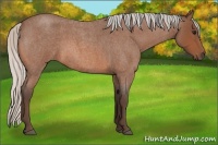 Horse Color:Silver Bay Roan 