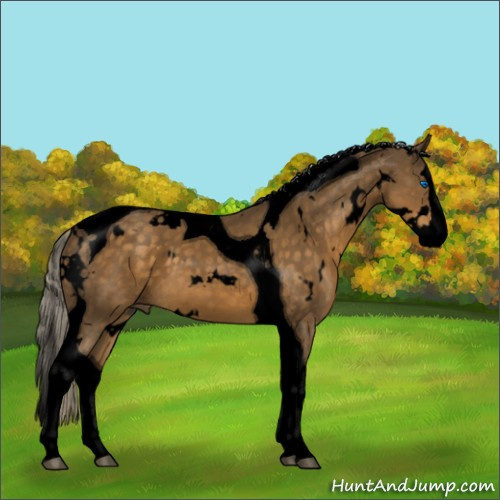 Horse Color:Void White Spotted Chocolate Palomino Splash Tobiano 