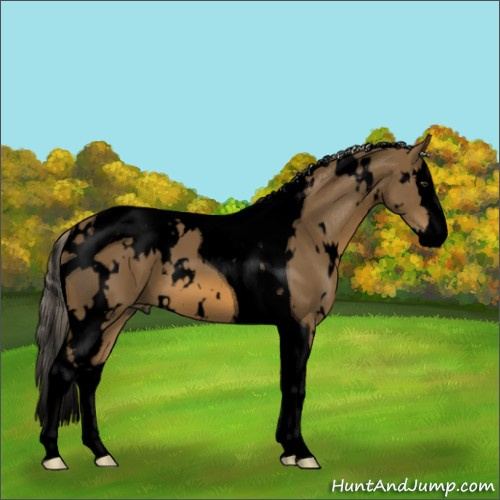Horse Color:Void White Spotted Chocolate Palomino Splash Tobiano 