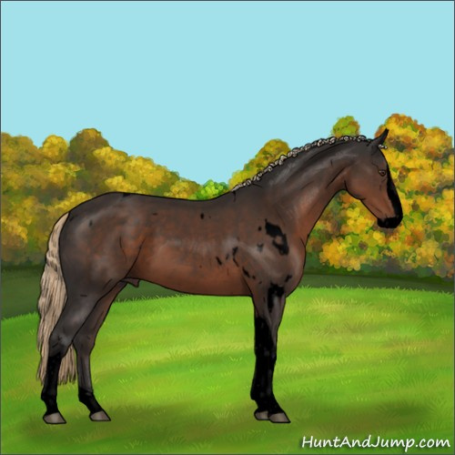 Horse Color:Void White Spotted Liver Chestnut Splash Tobiano 