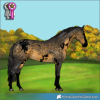 Horse Color:Void White Spotted Buckskin Splash 
