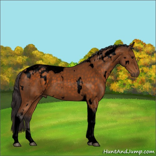 Horse Color:Void White Spotted Buckskin Tobiano 