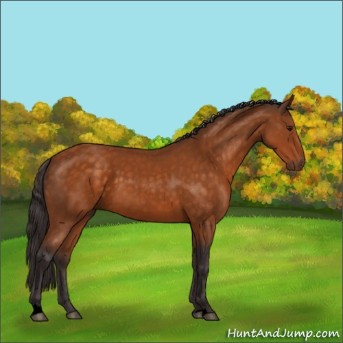 Horse Color:Void Buckskin 