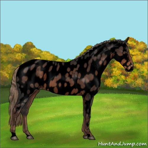 Horse Color:Void Liver Chestnut Appaloosa 