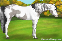 Horse Color:Grullo Roan Sabino Splash  and Grullo Roan Sabino Splash 