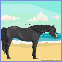 Horse Color:Black Splash 
