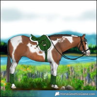 Horse Color:Bay Splash Tobiano Rabicano