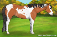 Horse Color:Bay Splash Tobiano Rabicano 