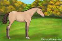 Horse Color:Amber Champagne 